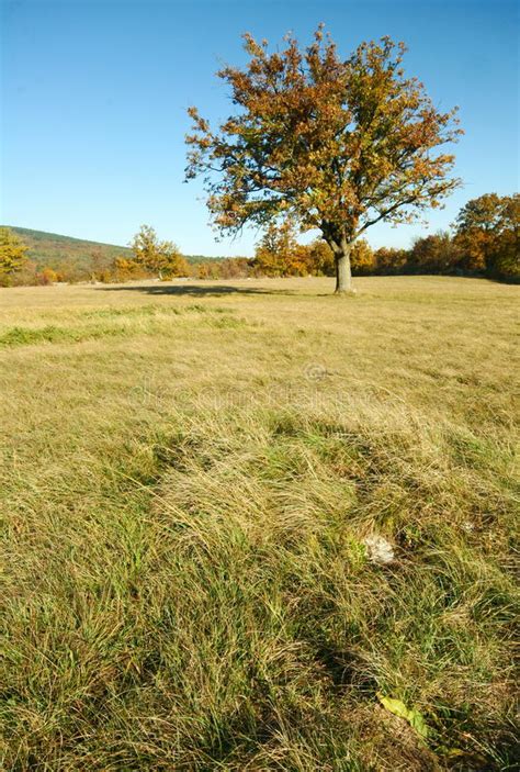 Oak Tree Stock Image Image Of Land Environment Pasture 12835409