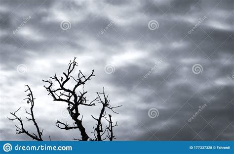 Silhouette Dead Tree On Dark Dramatic Sky And White Clouds Background