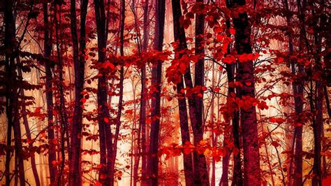 Forest Trees Red Leaves Autumn Wallpaper Nature And Landscape