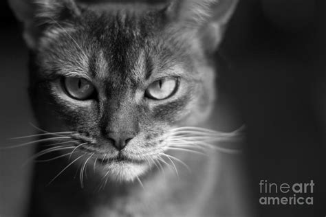 Abyssinian Cat Face Portrait Black And White Photograph By Cat Dreams