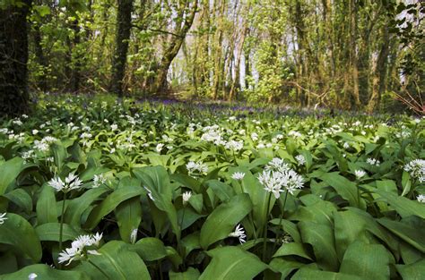 Wild Garlic Cornwall Abundant In Cornish Woodlands Each Year So We