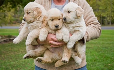 Things To Know Before Getting A Golden Retriever Popsugar Uk Pets