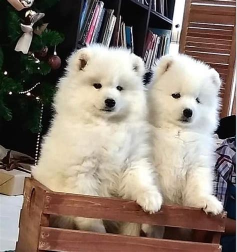 Two White Fluffy Dogs Sitting On Top Of A Wooden Crate Next To A