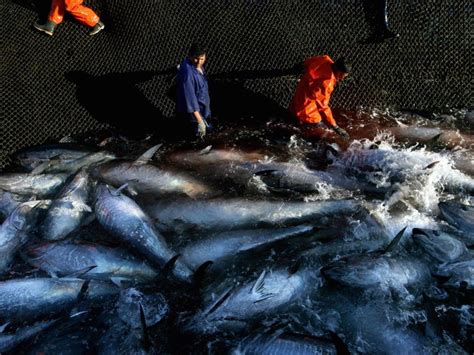 Atlantic Bluefin Tuna Endangered Page 4 Animal Encyclopedia