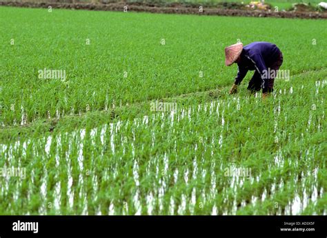 A Farmer In A Rice Field Taiwan Stock Photo Alamy