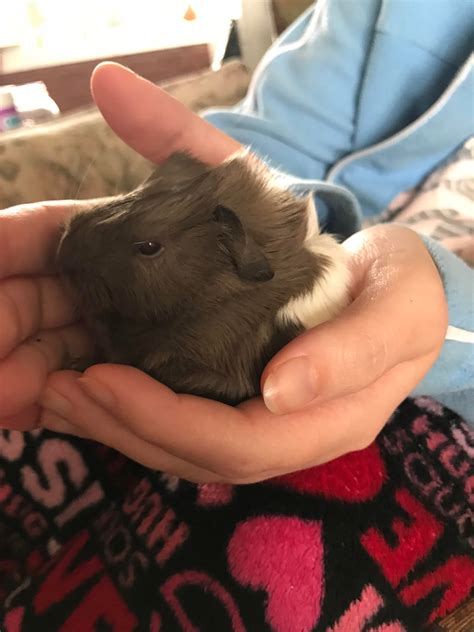 We Got A Surprise Baby From Our Recently Adopted Guinea Pig Meet Noel