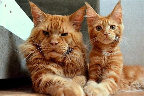 Father Cat And His Son Supermodelcats