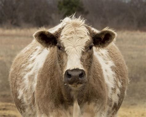 Face Of A Jersey Cow Standing In The Grass In Oklahoma United States