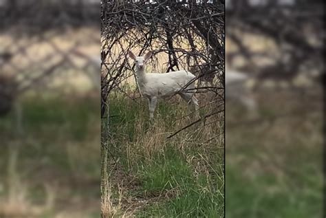 Video Rare Albino Deer Spotted In The Woods