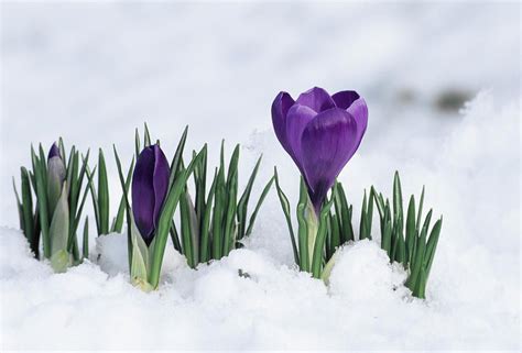 Crocus Flower In The Snow Art Quilts Flowers Spring Flowers Snow