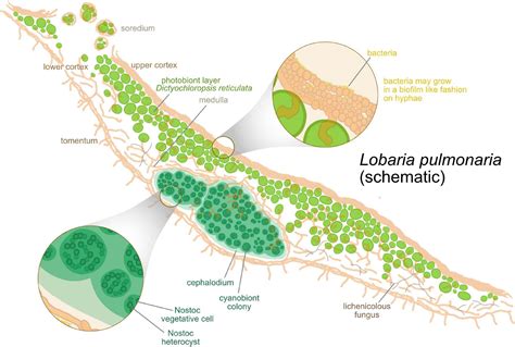 Frontiers The Lichens Microbiota Still A Mystery