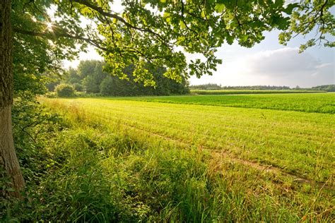 Summer Fields Free Photo Download Freeimages