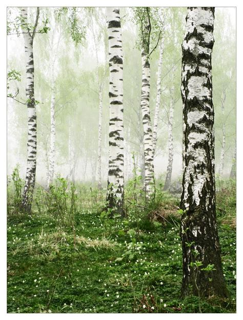 Foggy Birch Forest By Snader On Deviantart
