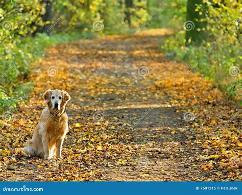 Dog Gold Retriever On Walk In Park Stock Image Image Of Natural