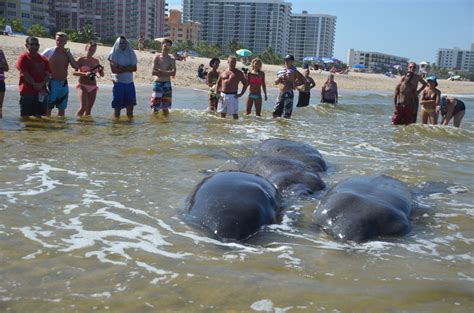 Mating Manatees Beach Themselves In Pompano Sun Sentinel