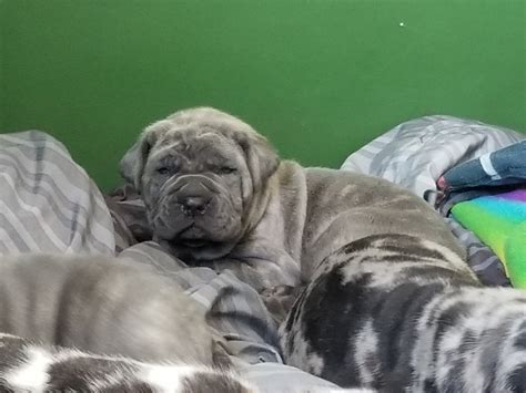 Read more about this dog breed on our neapolitan mastiff breed. Neapolitan Mastiff Puppies For Sale | Litchfield, MN #263862