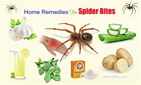 What Spider Bites Cause Blisters The Request Could Not Be Satisfied