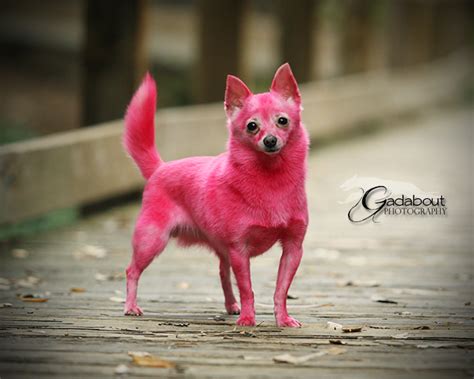 Pink Chihuahua Chihuahua Love Chihuahua Chihuahua Art
