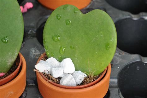 These guys are hard to find, too, at least in a mature plant form. Hoya Plant: How To Grow And Care For The Wax Plant | Epic ...
