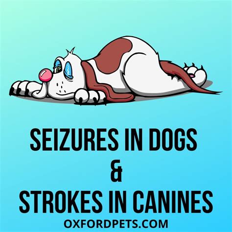 Seizures In Dogs And Strokes In Canines Symptoms And Cure Oxford Pets
