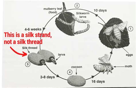 Life Cycle Of The Silkworm Ielts