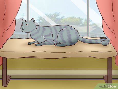 Get suggestions and tips for helping the cats to get along. How to Treat Separation Anxiety in Cats: 15 Steps (with ...