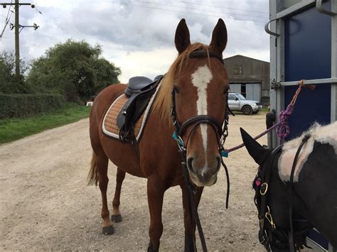 Cute Chestnut Horse Tacked Up Ready For Cross Country Rhorses