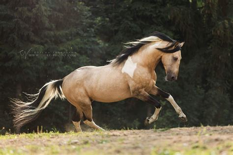 Though the term buckskin horse sounds like it can describe both a breed and a color, it only refers to coat color. Pin on Horses