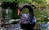 ‘Black swan’ events strike animal populations | UW News