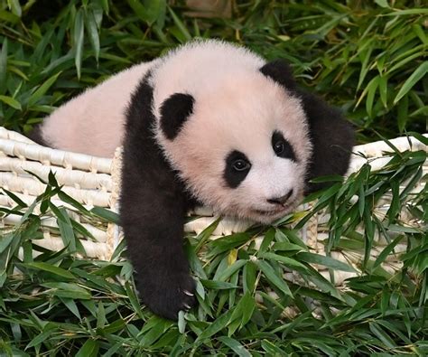 National Zoo Panda Cub Named Xiao Qi Ji Or Little Miracle