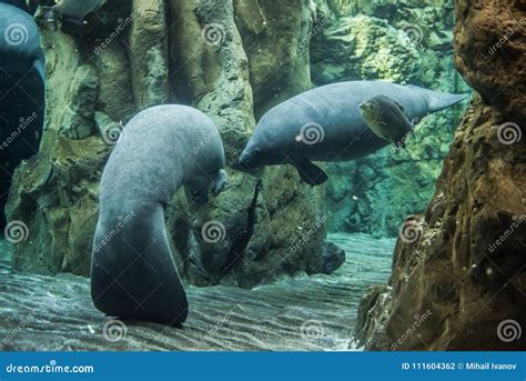 Manatee Swimming Underwater Stock Photo Image Of Herbivorous Mammals