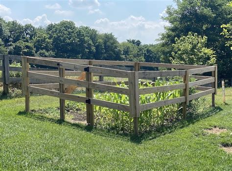 The bener deer fence company offers the best deer fencing system available. Pics Of Simple Raised Gardens With Deer Fence : 8 X8 Just ...
