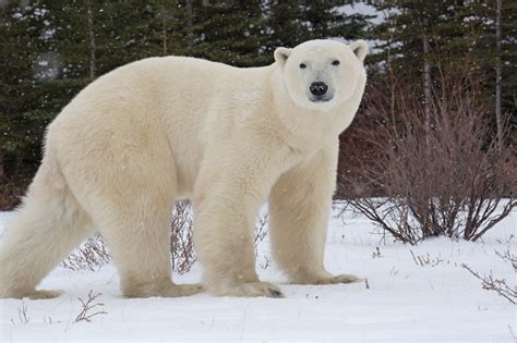 How Big Are Polar Bears