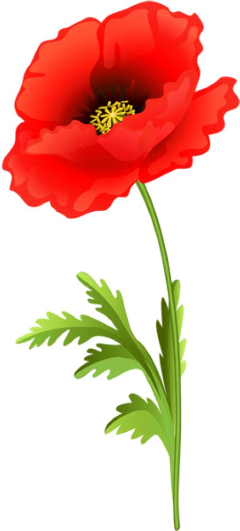California Poppy Png Png Image Collection