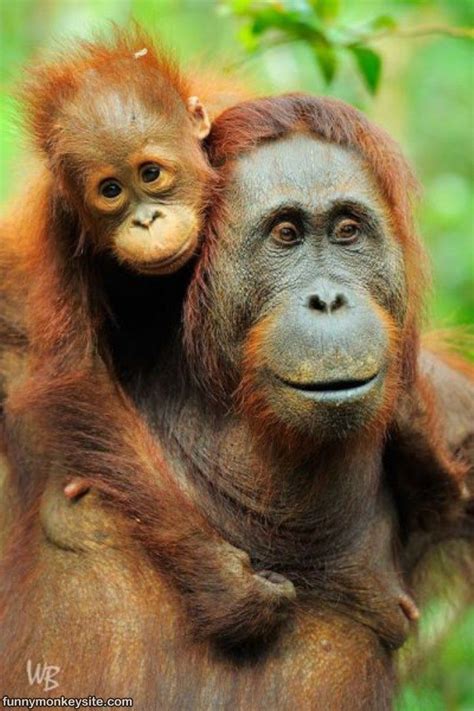 Funny Orangutan Happy Days Funny Monkey Pictures