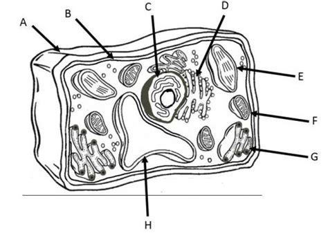 Learn About Plant Cells Biology Quiz Trivia And Questions