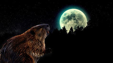 Novembers Beaver Moon Visible Tuesday Night