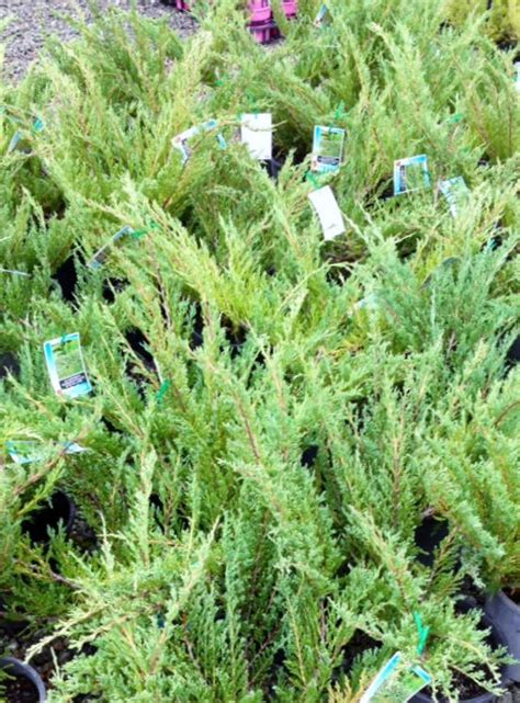 Juniperus Horizontalis Douglasii Wholesale Nursery Nurseries In