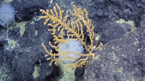 Antarctic Coral Reefs A Wonder Of Nature More Important Than We