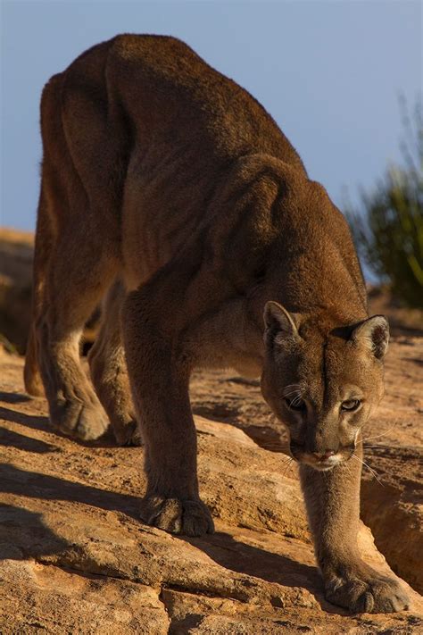 610 Best Cougar Americas Big Cat Images On Pinterest