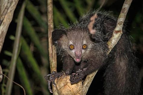 30 Aye Aye Facts About These Nocturnal Lemurs