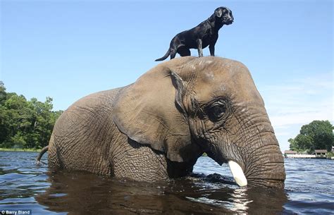 This is the playful moment that two baby elephants played around with each other and even gently slapping one other over the head with their trunks in the process. Unlikely Best Friends: This Dog And Elephant Playing In ...