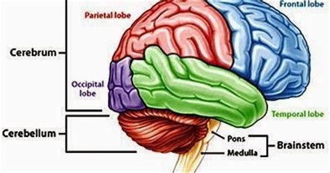 Reviewed by sutiono s.kom., m.kom., m.t.i. Blog Denai: bagian-bagian lobus otak dan fungsinya