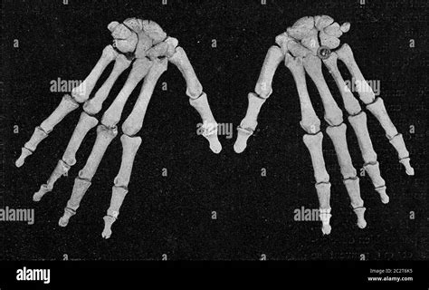 Esqueleto De Una Mano Humana Visto Desde El Exterior Ilustración