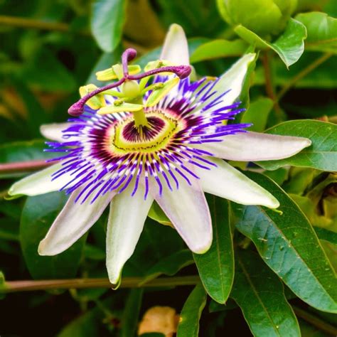 Blue Passion Flower Nz Best Flower Site