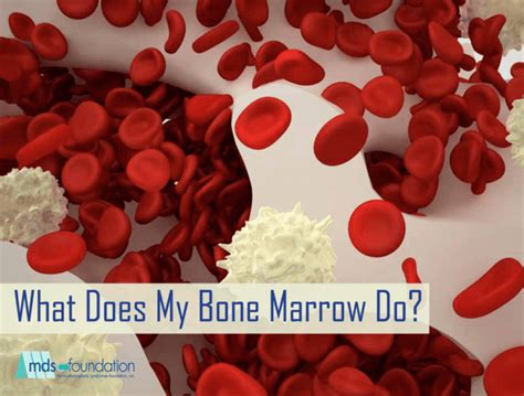 What Does My Bone Marrow Do
