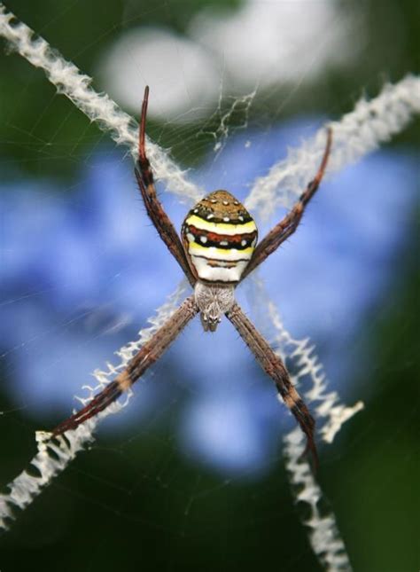 The Spiders That Decorate Their Own Webs 15 Pics