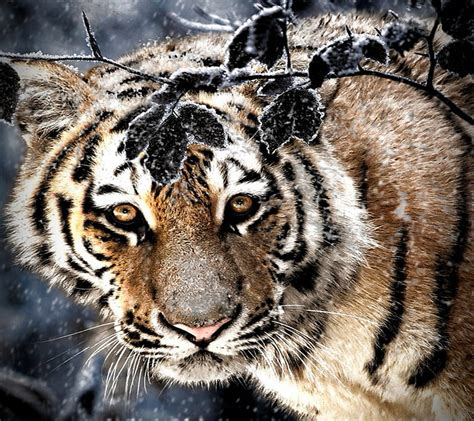 1920x1080px 1080p Free Download Tiger Wild Hd Wallpaper Peakpx