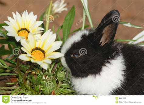 Cute Bunny Rabbit With Flowers Stock Image Image Of