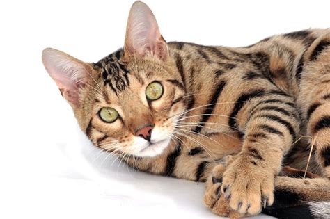 Breeding mommas from champion and grand champion stock. 10 Fascinating Facts About Bengal Cats | The Dog People by ...